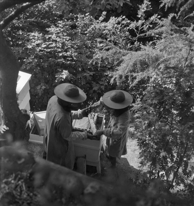 Llun du a gwyn o ddau wenynwr mewn gwisg lawn yn cynaeafu mêl o gychod gwenyn mewn lleoliad coetiroedd, tra bod gwenyn hofran o'u cwmpas.